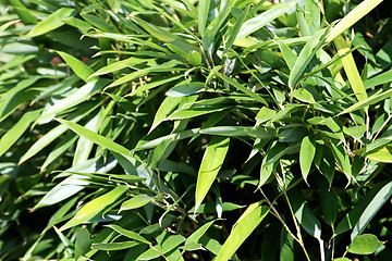 Image showing Bamboo plant detail