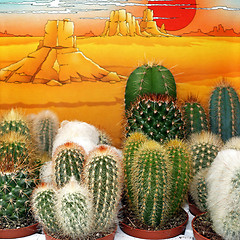 Image showing Cactus