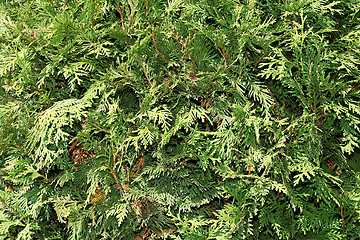 Image showing Conifer pattern