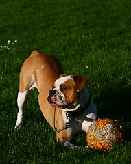 Image showing Olde English Bulldogge