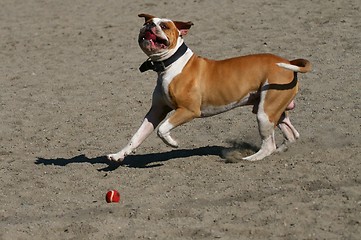Image showing Dog playing
