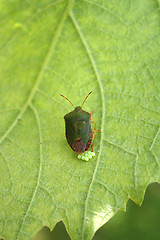 Image showing Beetle