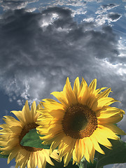 Image showing Sunflowers