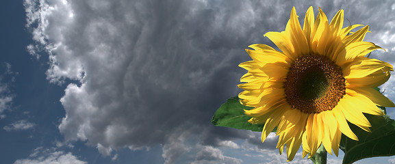 Image showing Sunflower