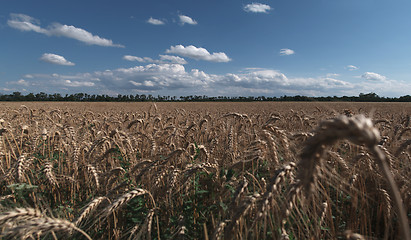 Image showing Grainfield