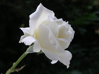 Image showing white rose