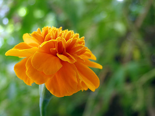 Image showing marigold