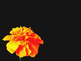 Image showing marigold