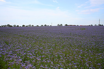 Image showing Country field