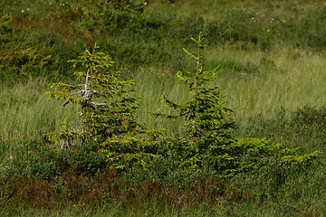 Image showing Norway spruce