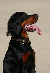 Image showing Gordon Setter