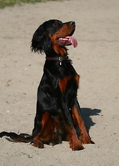 Image showing Gordon Setter