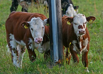 Image showing Two cows in a field