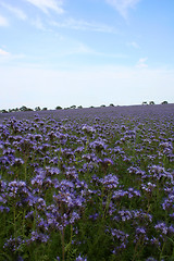 Image showing Country field