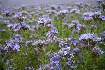 Image showing Purple flowers