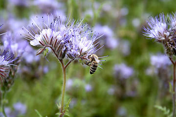 Image showing Purple flowers