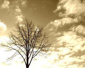 Image showing Tree silhouette in sky