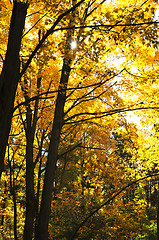 Image showing Autumn trees