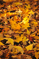 Image showing Fall maple leaves