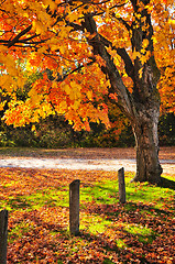 Image showing Autumn maple tree near road