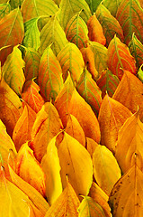 Image showing Autumn leaves background