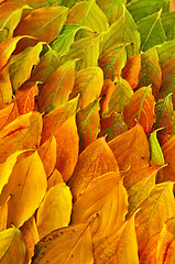 Image showing Autumn leaves background