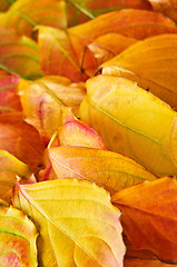 Image showing Autumn leaves background