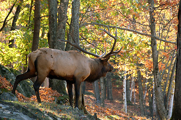 Image showing Elk (Cervus canadensis) in autumn