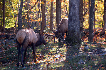 Image showing Two elks fighting