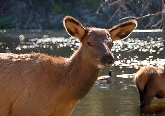 Image showing Elk (Cervus canadensis) in autumn