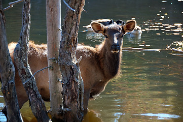 Image showing Elk in water