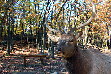 Image showing Elk (Cervus canadensis) in autumn