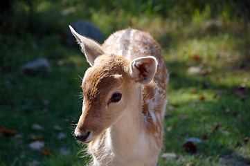 Image showing Fallow Deer 