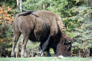 Image showing Wood Bison