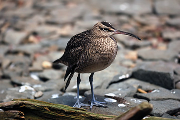 Image showing Whimbrel (Numenius Phaeopus)