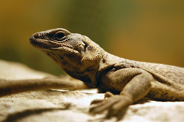 Image showing Lizard 