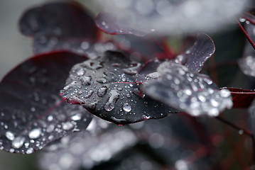 Image showing Raindrops on leaf