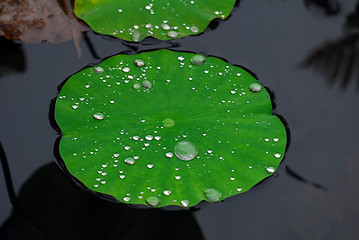 Image showing Aquatic plant covered with droplets