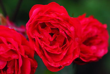 Image showing Red roses with droplets