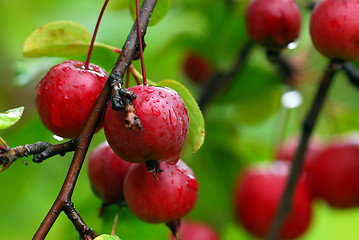 Image showing Small red berries