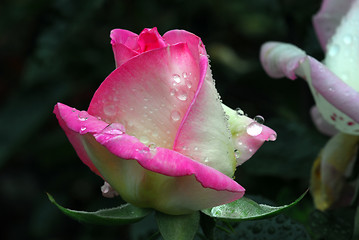 Image showing Pink roses with droplets