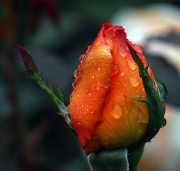 Image showing Orange rose's bud with droplets