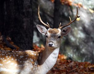 Image showing Fallow Deer