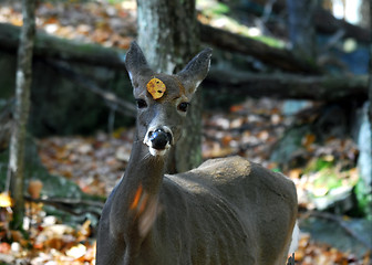 Image showing White-tailed deer (Odocoileus virginianus)