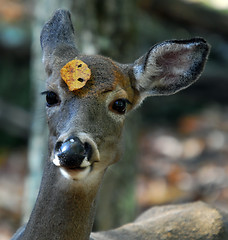 Image showing White-tailed deer (Odocoileus virginianus)