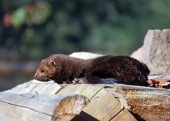 Image showing American Mink (Mustela vison)