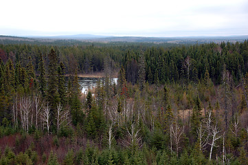 Image showing Northern Forest