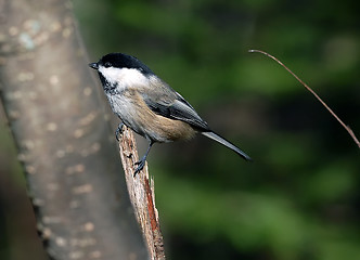 Image showing Black-capped Chickadee (Poecile atricapillus)