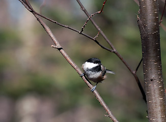 Image showing Black-capped Chickadee (Poecile atricapillus)