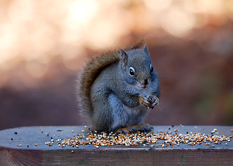 Image showing North American red squirrel